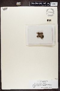 Athallia pyracea image