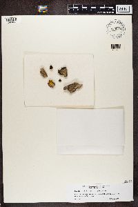 Athallia pyracea image