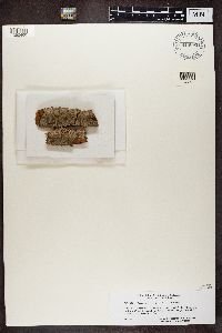 Image of Chaenothecopsis pusiola