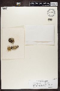 Media resource of Hypogymnia antarctica