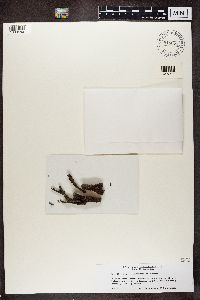 Melanelia septentrionalis image