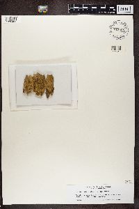 thumbnail image of current specimen