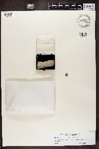 Mycocalicium subtile image