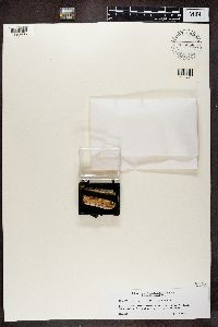 Mycocalicium subtile image