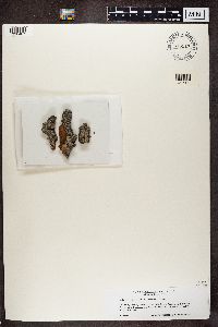 Alyxoria varia image