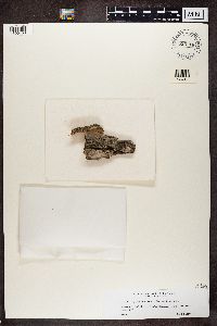 Opegrapha vulgata image