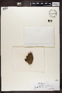 Protopannaria pezizoides image