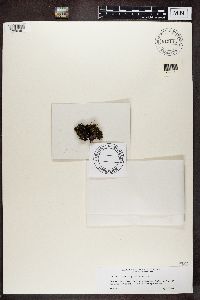 Fuscopannaria praetermissa image