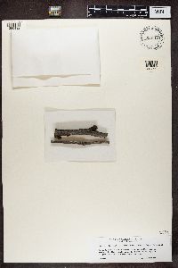 Phaeocalicium compressulum image