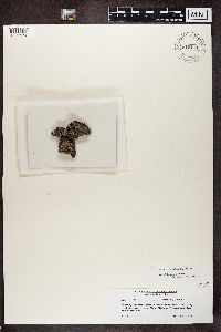 Physconia perisidiosa image