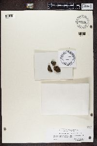 Rinodina trachytica image
