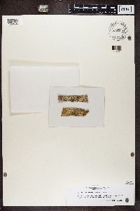 Thelotrema lepadinum image