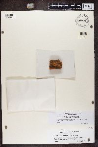 Trapelia obtegens image