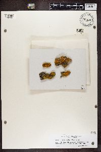 Xanthoria fallax image