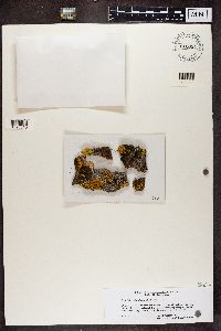 Xanthomendoza ulophyllodes image