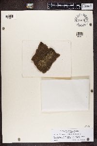 Media resource of Amandinea coniops