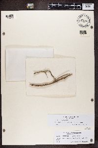 Athallia pyracea image