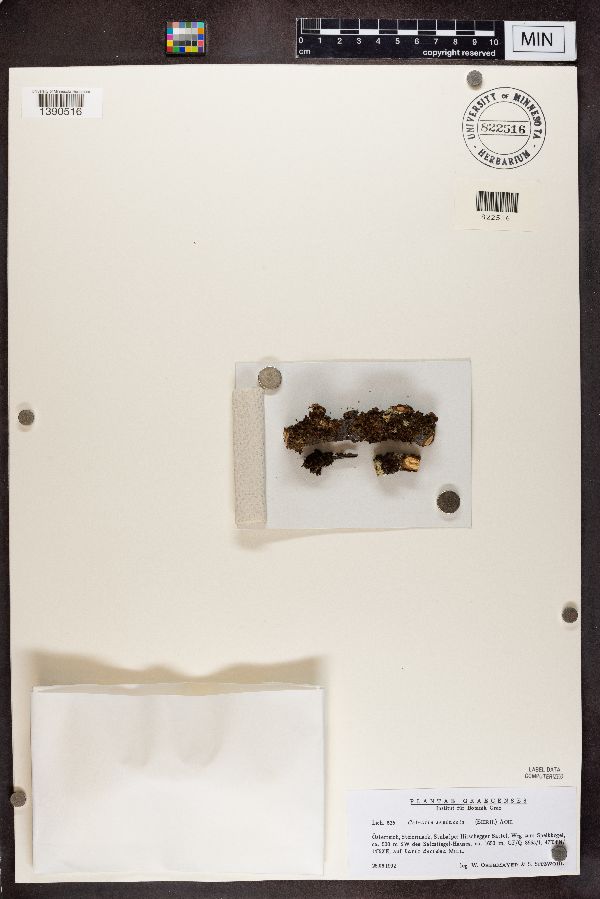 Tuckermanopsis image