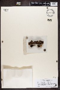 Tuckermanopsis sepincola image