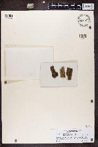 Anisomeridium polypori image