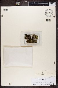 Arthrorhaphis citrinella image