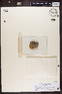 Lecanora pseudistera image