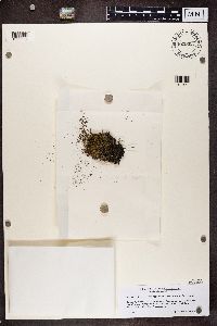 Bryobilimbia hypnorum image