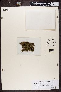 Bilimbia sabuletorum image