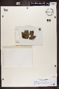 Alyxoria varia image