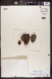 Alyxoria varia image