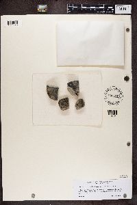 Opegrapha saxatilis image