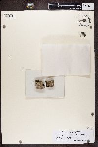 Opegrapha vermicellifera image