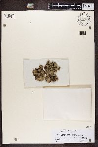 Hypotrachyna revoluta image