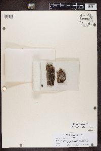 Physconia detersa image