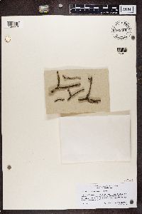 Rinodina freyi image