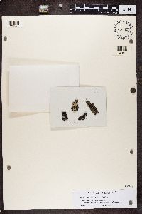 Rinodina pyrina image