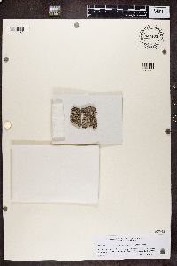 Lecanactis abietina image