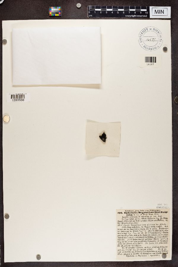 Ephebella hegetschweileri image