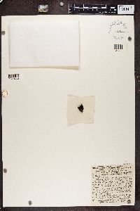 Image Associated With the Occurrence