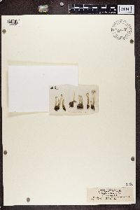 Cladonia deformis image