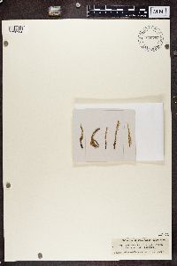 Cladonia cornuta image