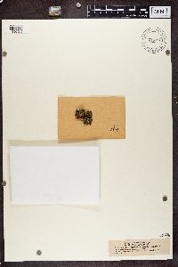 Pycnothelia papillaria image