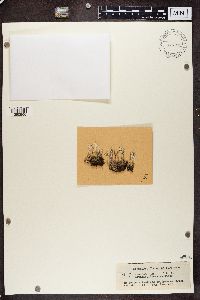 Cladonia carneola image