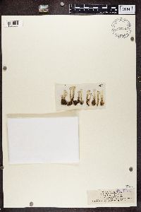 Cladonia deformis image