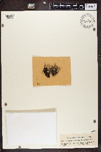 Cladonia phyllophora image