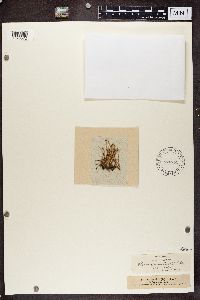 Cladonia gracilis image