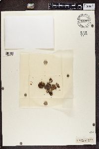 Dermatocarpon luridum image