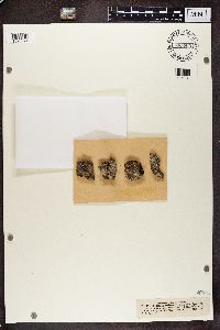 Gyalecta ulmi image