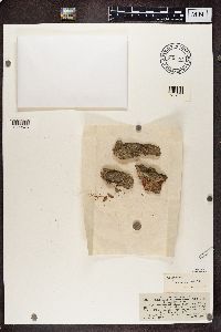 Chaenotheca stemonea image