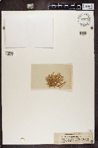 Evernia prunastri image